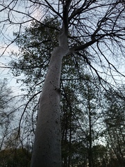 Yponomeuta evonymella
