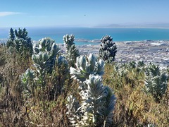 Leucadendron argenteum