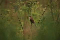 Acrocephalus palustris