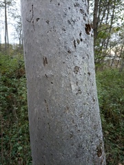 Yponomeuta evonymella
