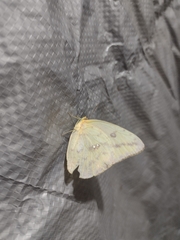 Phoebis agarithe agarithe
