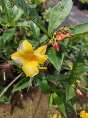 Allamanda