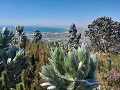 Leucadendron argenteum