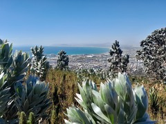 Leucadendron argenteum