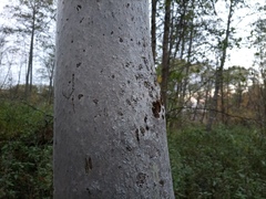 Yponomeuta evonymella