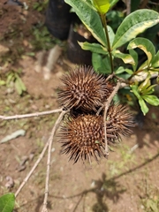 Allamanda