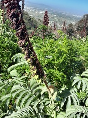 Melianthus major