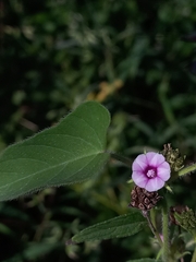 Ipomoea eriocarpa