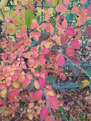 Cotoneaster fangianus