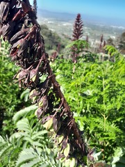 Melianthus major