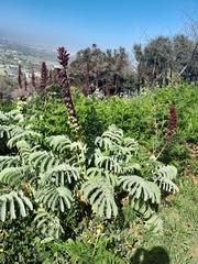 Melianthus major