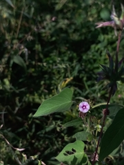 Ipomoea eriocarpa