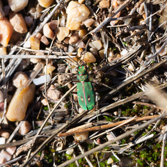 Cicindela
