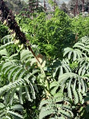 Melianthus major