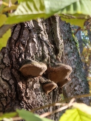Fomitiporia robusta