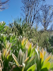 Leucadendron argenteum