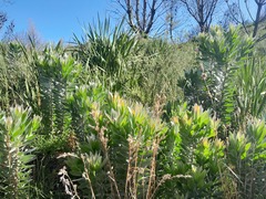 Leucadendron argenteum