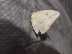 Phoebis agarithe agarithe