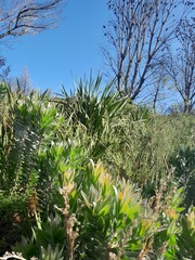 Leucadendron argenteum