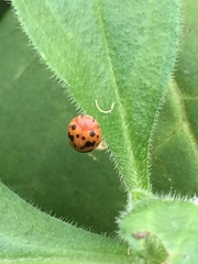Subcoccinella vigintiquatuorpunctata