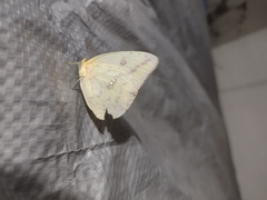 Phoebis agarithe agarithe