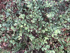 Spiraea blumei