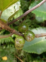 Ficus benguetensis