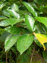 Ficus benguetensis