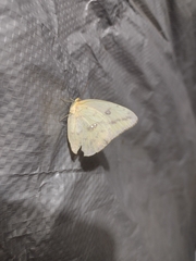Phoebis agarithe agarithe