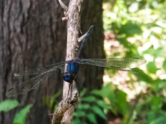 Trithemis aconita