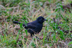 Laniarius funebris