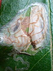 Parectopa bumeliella