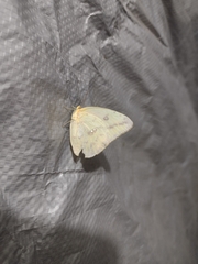 Phoebis agarithe agarithe