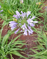 Agapanthus
