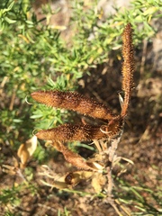 Adenocarpus hispanicus