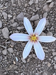 Zephyranthes andina