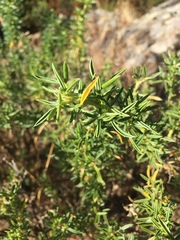 Adenocarpus hispanicus