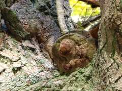 Fomitiporia robusta