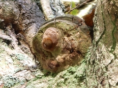 Fomitiporia robusta