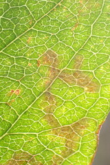 Parectopa bumeliella