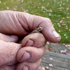 Pseudacris triseriata