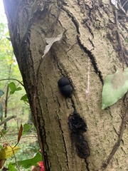 Daldinia concentrica