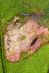 Parectopa bumeliella