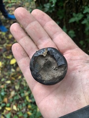 Daldinia concentrica