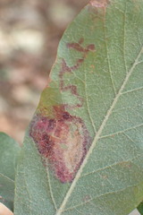 Parectopa bumeliella