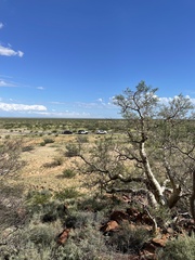 Pachycormus discolor