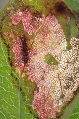 Parectopa bumeliella