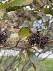 Taphrina robinsoniana