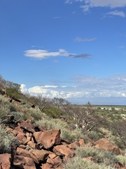 Pachycormus discolor