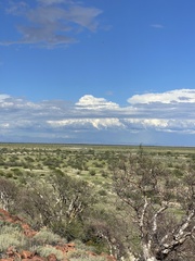 Pachycormus discolor